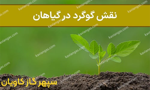 گوگرد - سپهر گاز کاویان